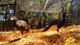 Tres de estas aves provienen del Complejo Ecológico Sáenz Peña, ubicado en la provincia de Chaco.