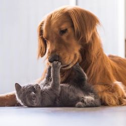 Si de cachorrito se cría junto a un gato, el golden retriever es uno de los perros que mejor se lleva con ellos