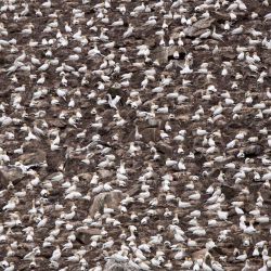 La fotografía muestra la única colonia de alcatraces del norte de Francia en la isla de Rouzic en el santuario de aves  | Foto:Loic Venance / AFP