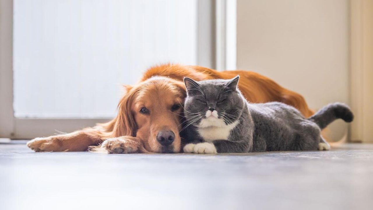 Penetración tablero Universal Weekend | ¿Cuáles son las 5 razas de perros que se llevan mejor con los  gatos?