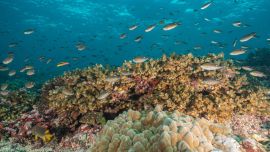 Es la tercera reserva marina más grande del Pacífico tropical.