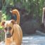 Correr por temor ante un perro es desaconsejable: el animal podría interpretarlo como una invitación a jugar.