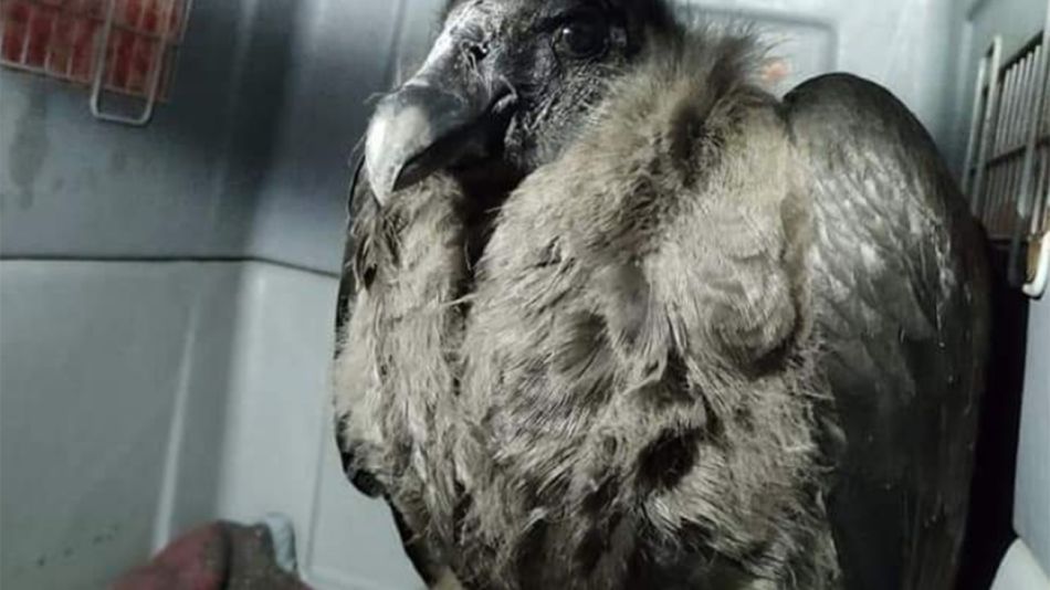 "Inés", la pichona cóndor rescatada en Chubut, mirá con cara de pocos amigos. Sin embargo tiene muchos...