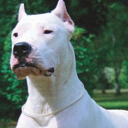 El dogo argentino es una de las 17 razas consideradas potencialmente peligrosas por esta nueva ordenanza porteña,