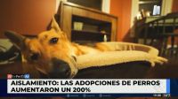 Aumentó un 200% la adopción de perros 