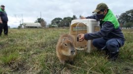 El ejemplar hembra se encontraba en una casa de Virrey del Pino, donde lo tenían como una mascota..
