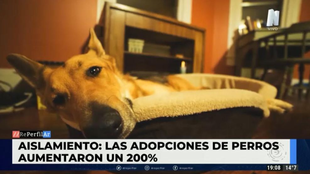 Aumentó un 200% la adopción de perros 
