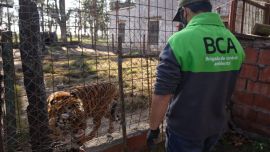 Los animales rescatados estaban en cautiverio, en malas condiciones.