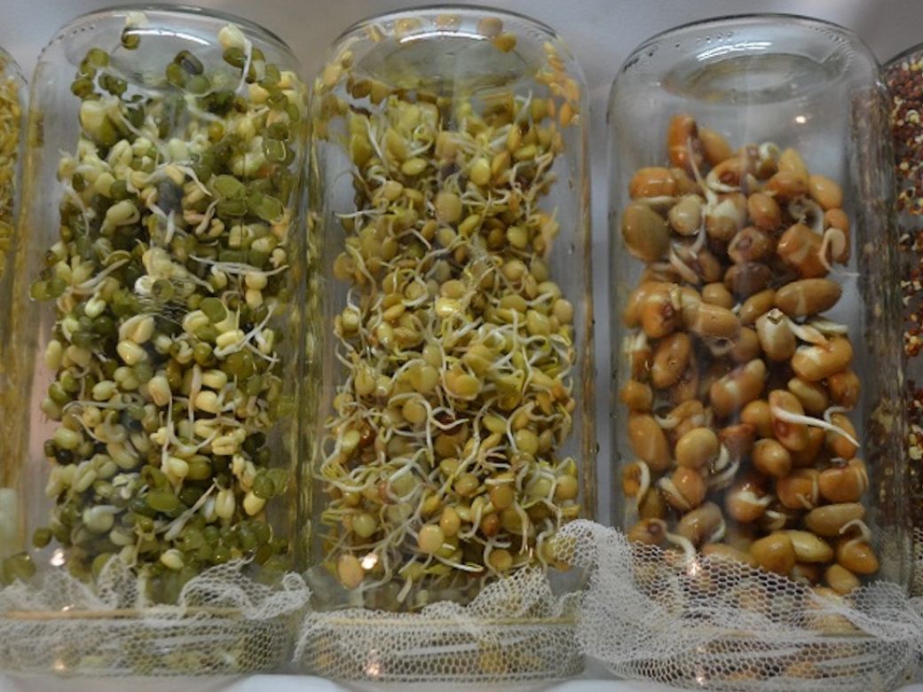 Germinador de semillas – MicroGreens - MioBio Chile