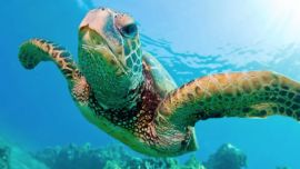 Seis de las siete especies de tortugas marinas se encuentran en peligro de extinción.