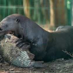 Nanay nació en octubre de 2018 en el Parken Zoo de Eskilstuna, Suecia. 