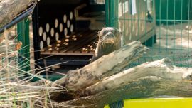 Nanay llegó a la Argentina proveniente de Suecia.