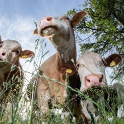En la foto se ven vacas en un campo de Wetterau. | Foto:Boris Roessler / DPA