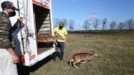 Los ciervos eran cuidados como mascotas.