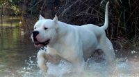 Dogo argentino: ¿son tan feroces como parecen?