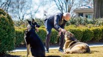 los biden sufren  por sus mascotas