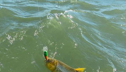 Excelente pesca de dorados y surubíes en el Paraná correntino.