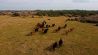 beef rosario cows cattle stock