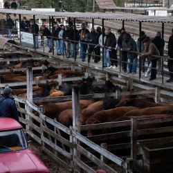 En la foto se ven vacas en venta en el mercado de Liniers. El gobierno argentino ha anunciado que la prohibición de exportar carne de vacuno impuesta en mayo de 2021 se levantará gradualmente. | Foto:Matias Baglietto / DPA