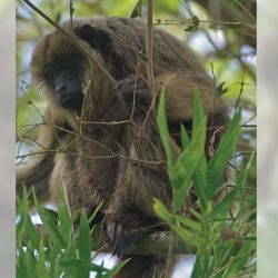 Mono carayá o aullador, el segundo animal más ruidoso del mundo. 