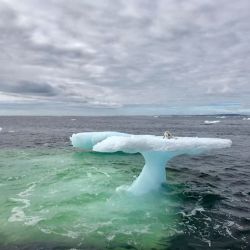 El zorro ártico se encontraba perdido arriba de un iceberg a la deriva.o e e