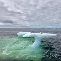 El zorro ártico se encontraba perdido arriba de un iceberg a la deriva.o e e