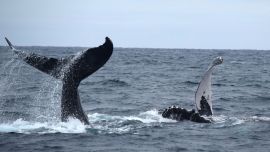 Entre los meses de julio y agosto, las hembras y los machos maduros llegan a las costas ecuatorianas