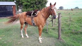 Ya muchacho, se prolongó el encanto sonoro de este nombre, en aquellas notas impagables de un tango de Eduardo Arolas: “La Cachila”.