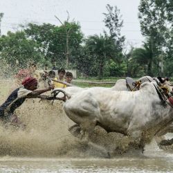 Los agricultores compiten durante una carrera de ganado en un campo de arroz tras la temporada de cosecha. | Foto:Sumit Sanyal / SOPA Images vía ZUMA Wire / DPA