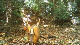 Se trata de una especie en estado crítico de extinciòn