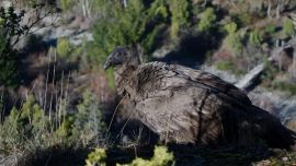 La pequeña ave se habìa perdido de sus padres.