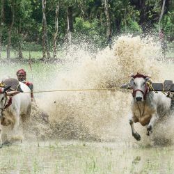 Los agricultores compiten durante una carrera de ganado en un campo de arroz tras la temporada de cosecha. | Foto:Sumit Sanyal / SOPA Images vía ZUMA Wire / DPA