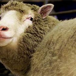 El 5 de julio de 1996 nació en el Reino Unido la oveja Dolly, el primer animal clonado.