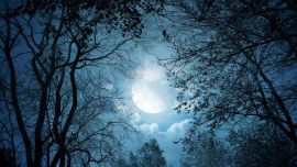 La noche es el momento en el que los árboles pegan el estirón.