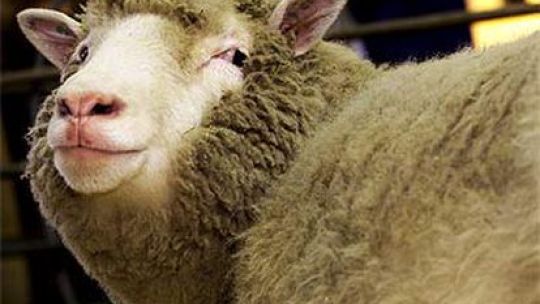El 14 de febrero del 2003 murió la oveja Dolly, el primer animal clonado