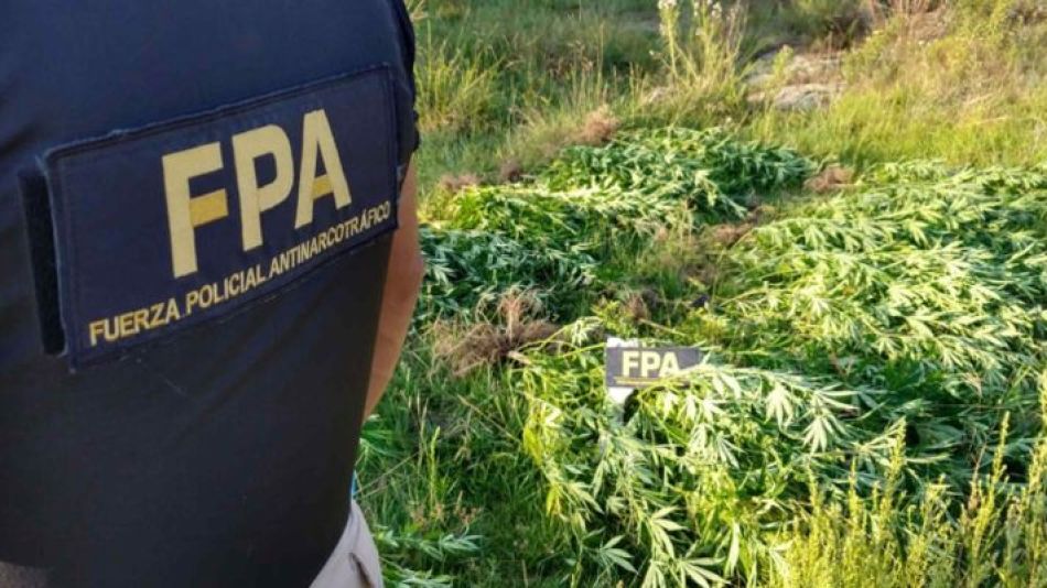 FPA cannabis