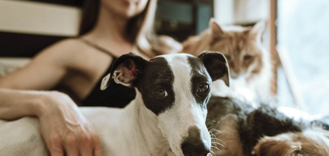 Mascotas: la mejor y más fiel compañía
