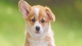 Tu cachorro necesita una nutrición de la mejor calidad, que favorezca su desarrollo. Consultá con el veterinario.