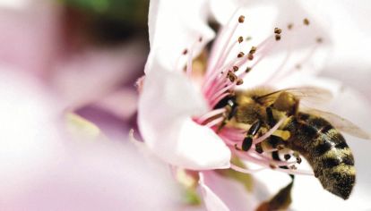 Belleza natural: descubrí el poder de las abejas y su contribución al medio ambiente