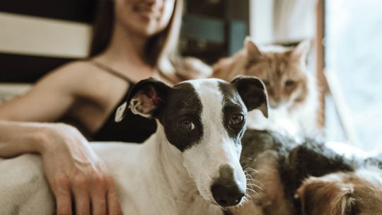 Mascotas: la mejor y más fiel compañía