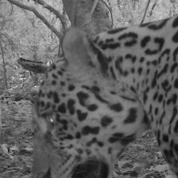Los ejemplares avistados continuarán siendo monitoreados para poder determinar si existen otros ejemplares nuevos en esa reserva jujeña.