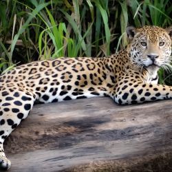 El yaguaretè se encuentra en serio peligro de extinción.