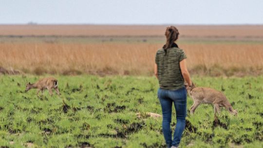 Rewilding Argentina: conocé por dentro la fundación que lucha contra la extinción de especies