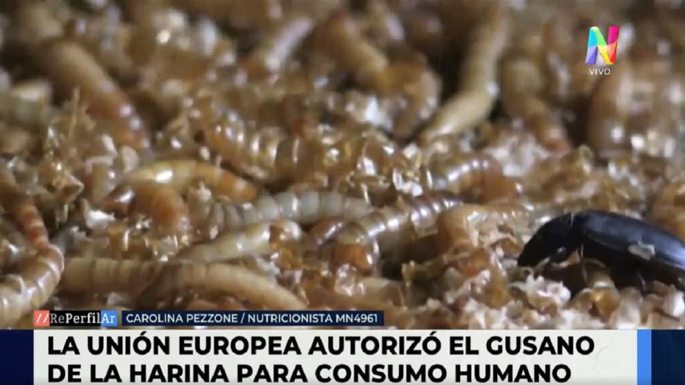 La Unión Europea aprobó el consumo alimenticio de los gusanos