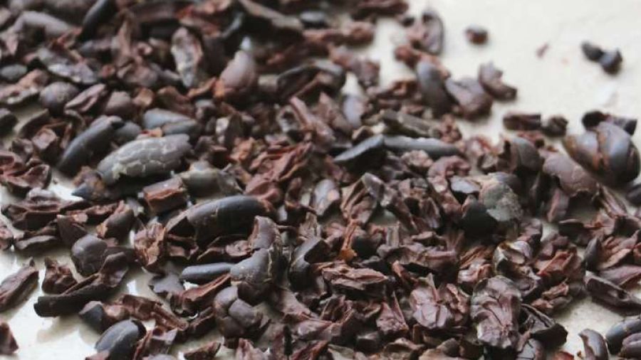 cacao