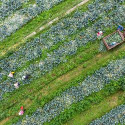 Esta foto aérea muestra a los agricultores cosechando brócoli en un campo en Bijie, en la provincia suroccidental china de Guizhou. | Foto:STR / AFP