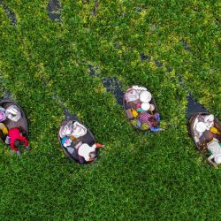 Esta foto aérea muestra a los agricultores recogiendo castañas de agua en un estanque en Taizhou, en la provincia oriental china de Jiangsu. | Foto:STR / AFP