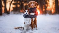 ¿Cuáles son las 5 razas de perros que mejor se llevan con el frío?