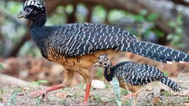 Los 10 ejemplares de muitúes llegaron procedentes de Curitiba, Brasil