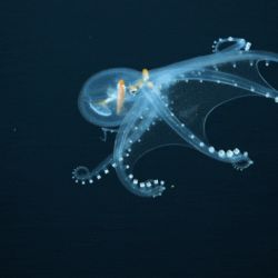 Los biólogos marinos descubrieron al curioso cefalópodo transparente mientras participaban de una expedición de 34 días 